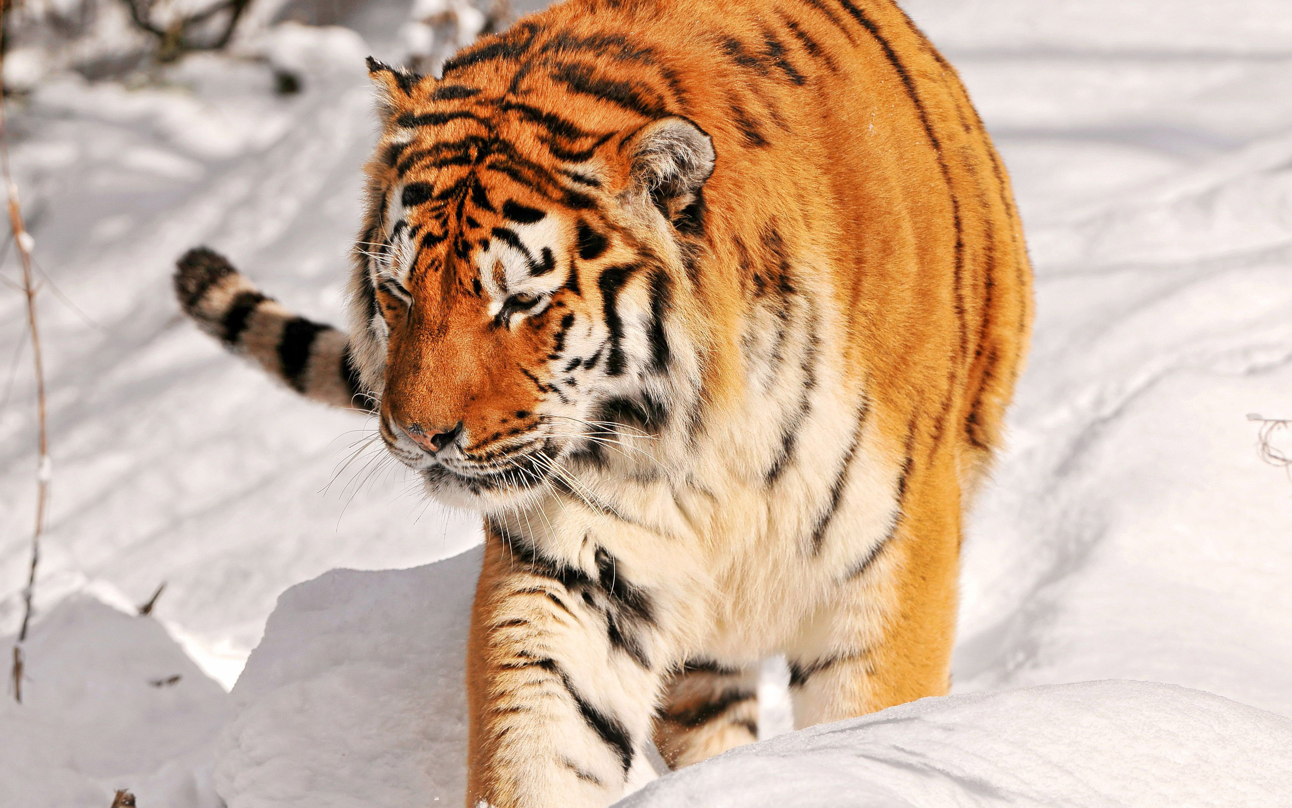 Tiger In Snow Pictures Download