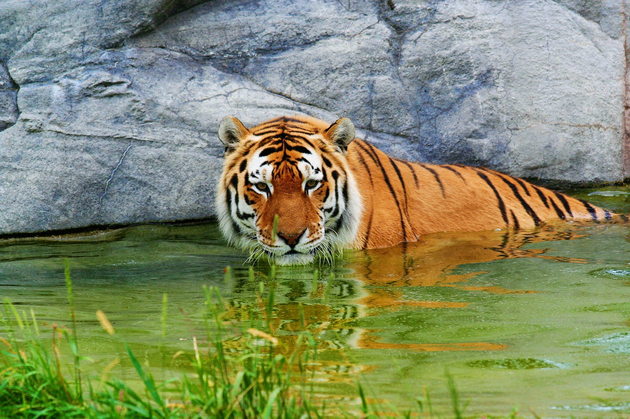 Tiger In Water Wallpaper Download