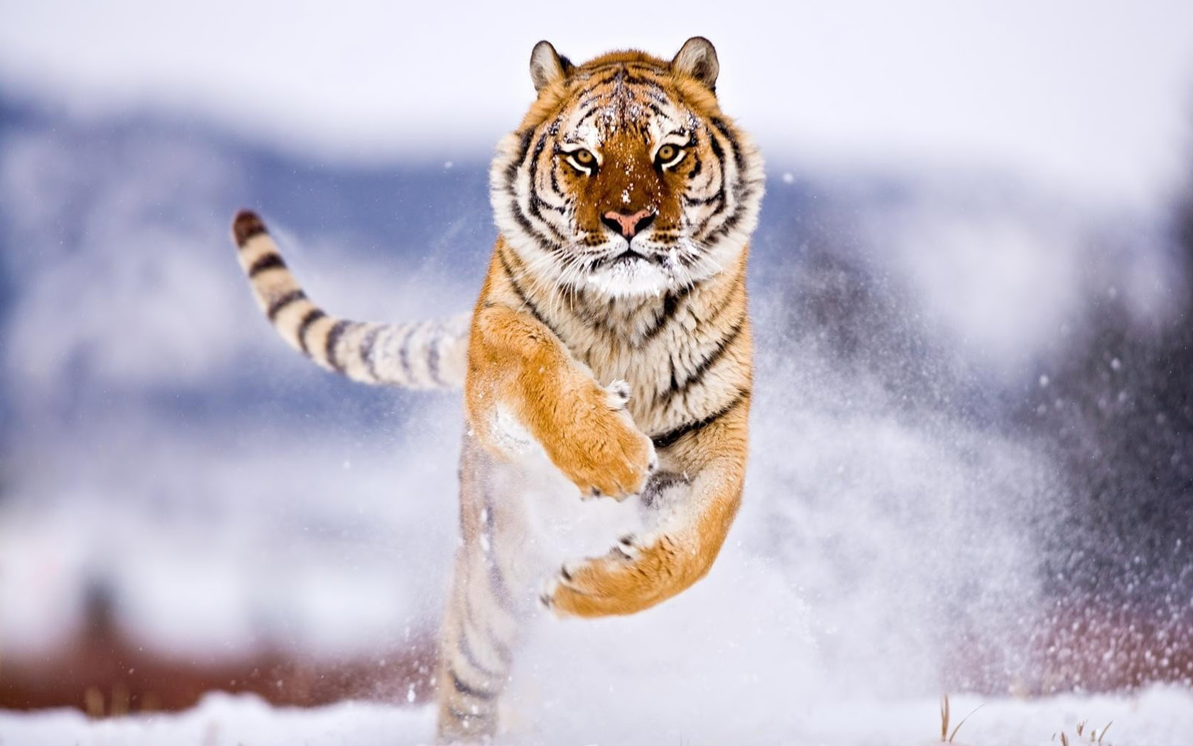 Tiger Jump Wallpaper Download