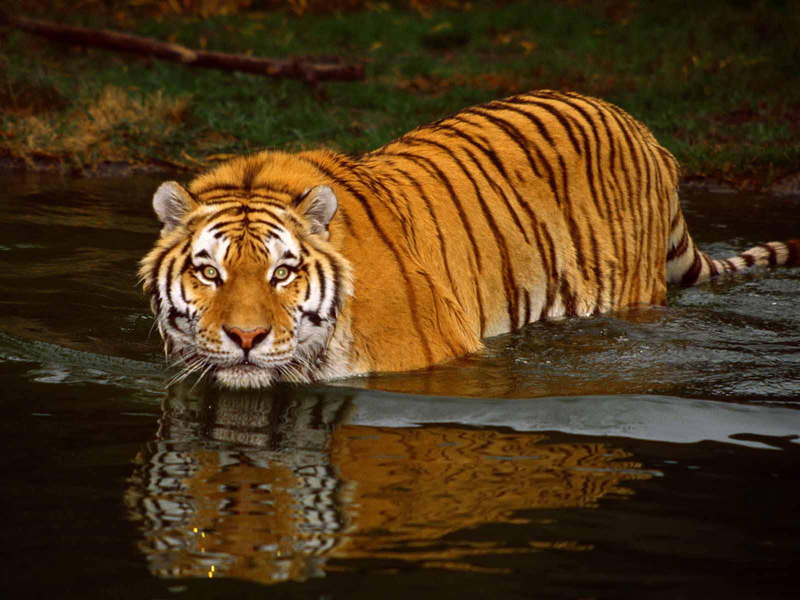 Tiger Live Wallpaper Download