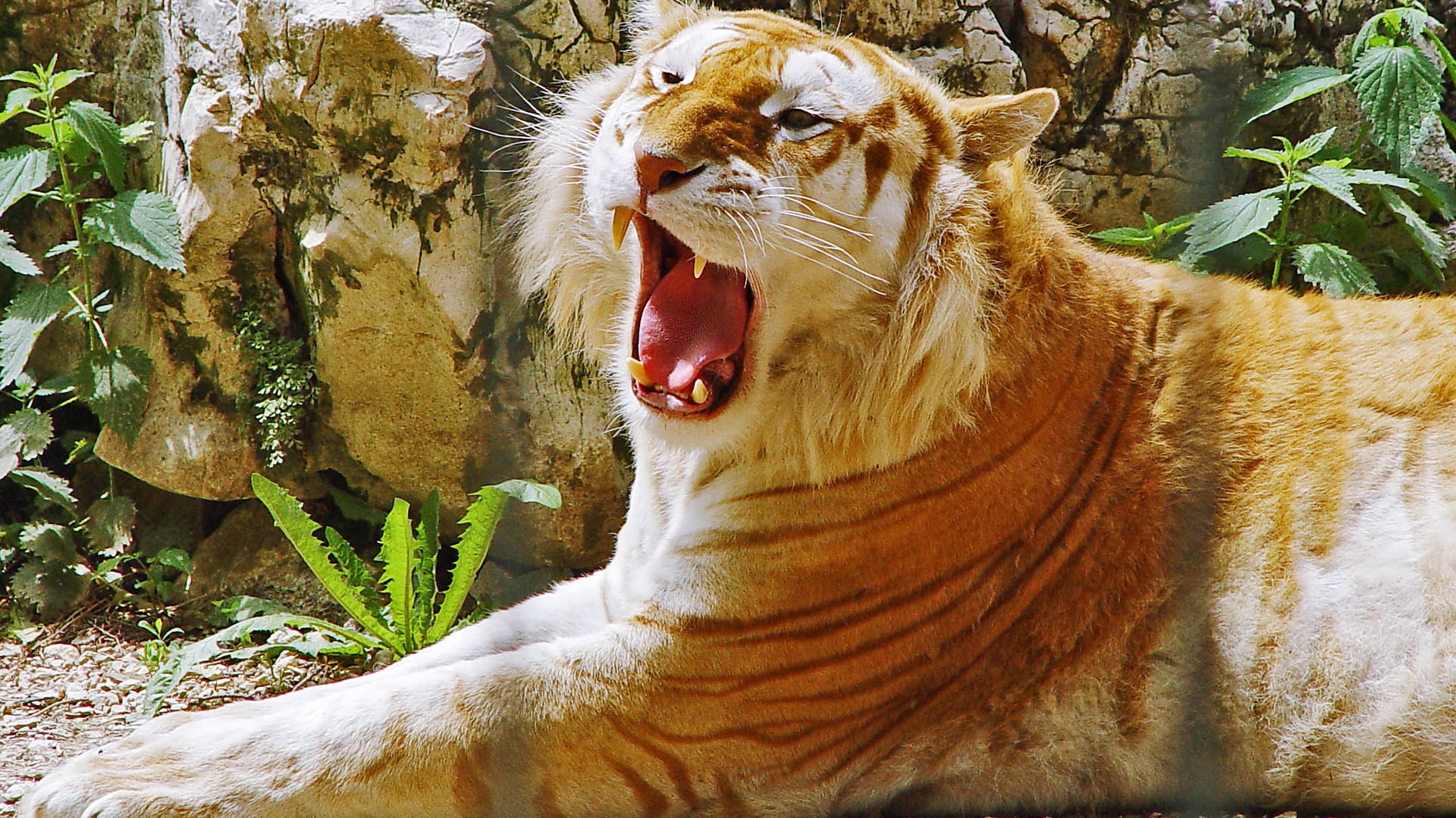 Tiger Photos Wallpaper Download