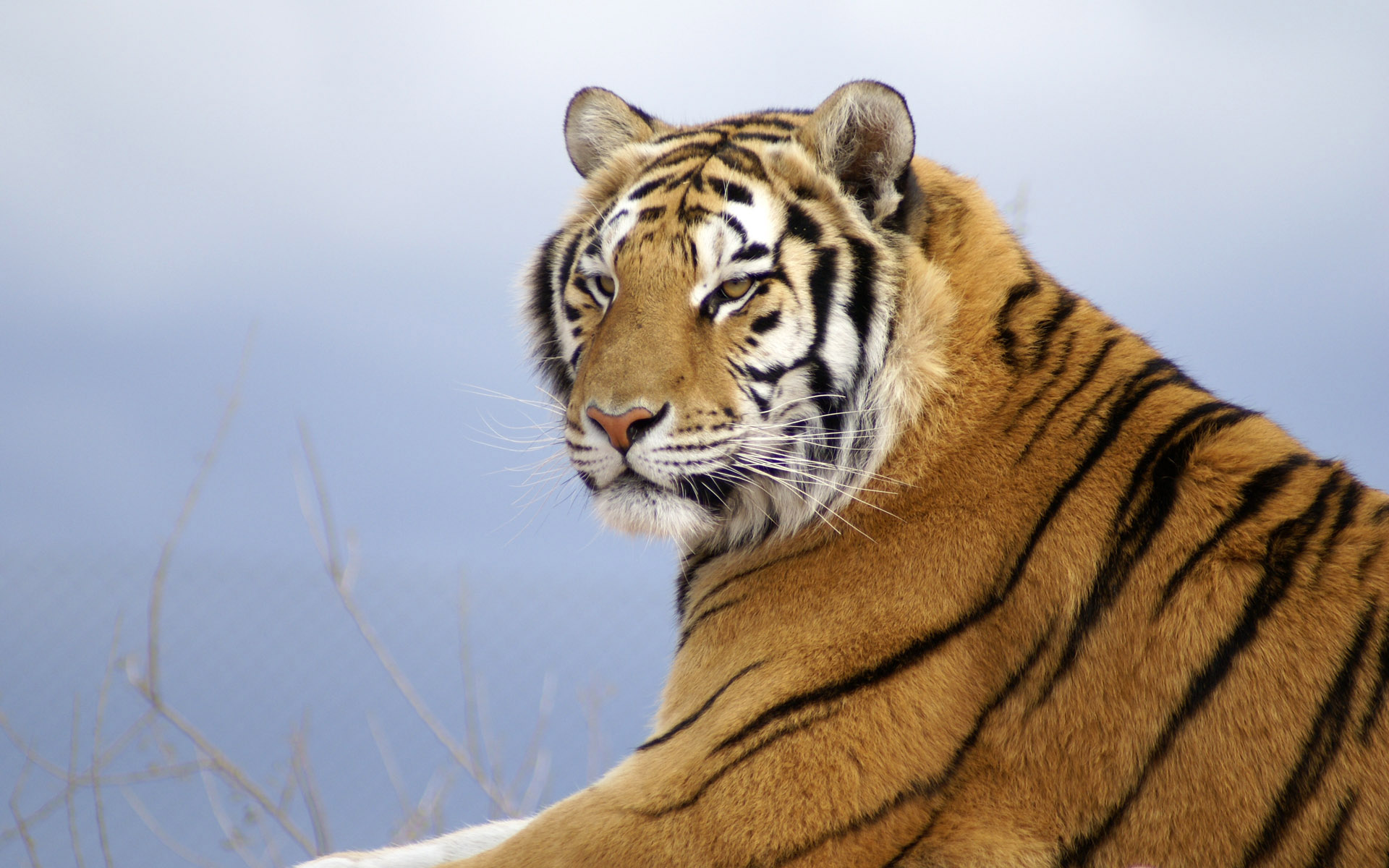 Tiger Picture Hd Download