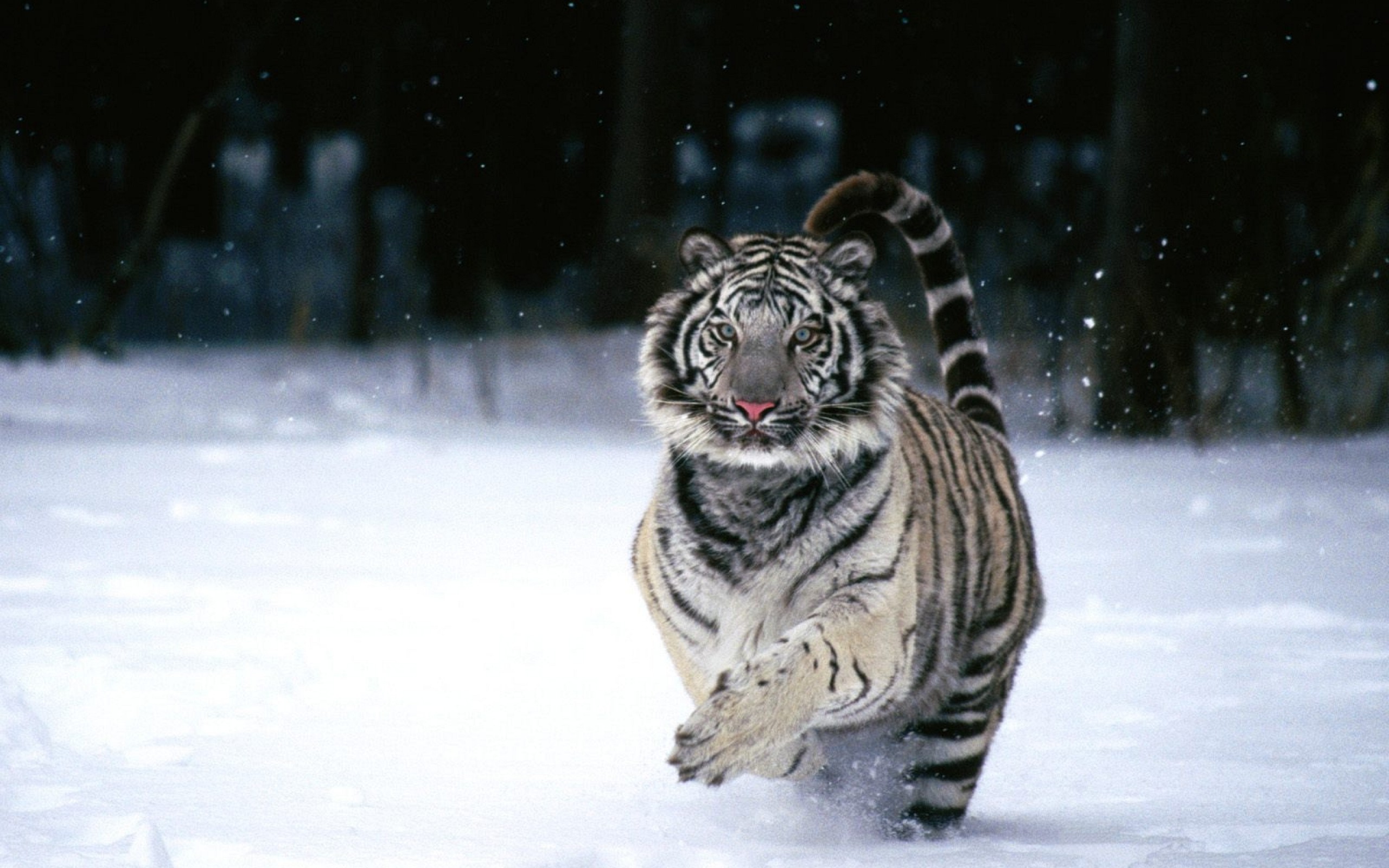 Tiger Running Wallpaper Download