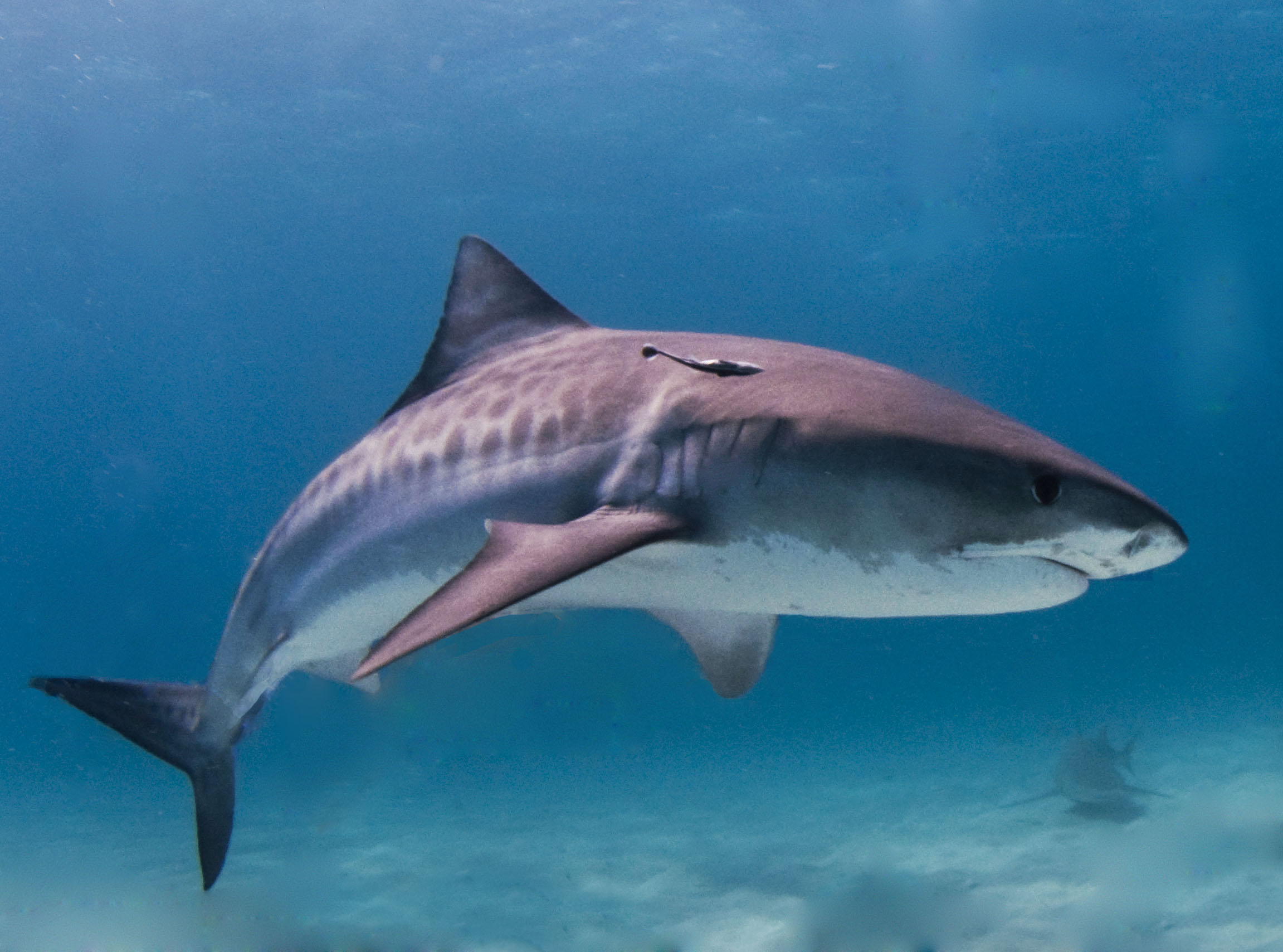 tiger shark wallpaper download