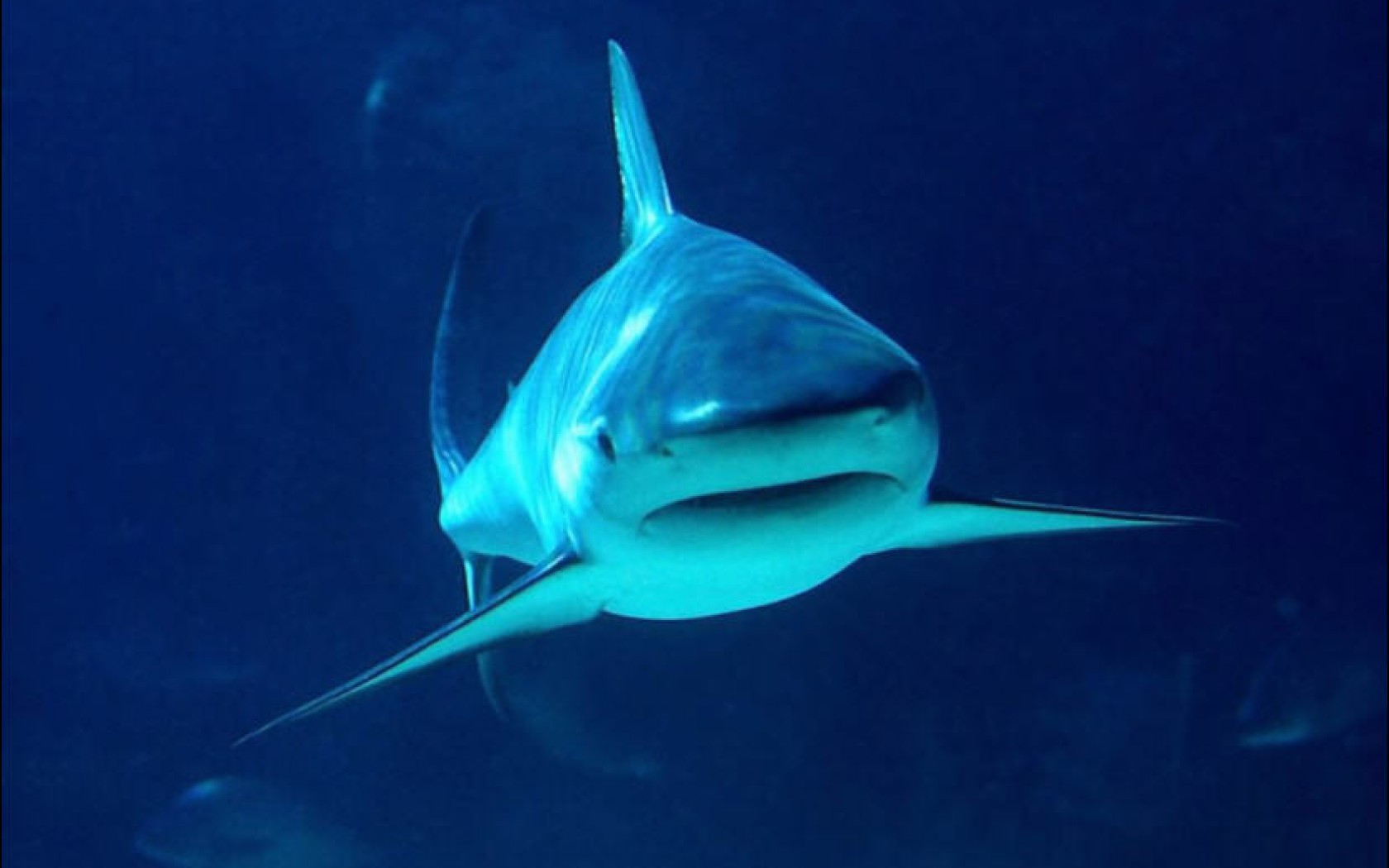 tiger sharks pictures download