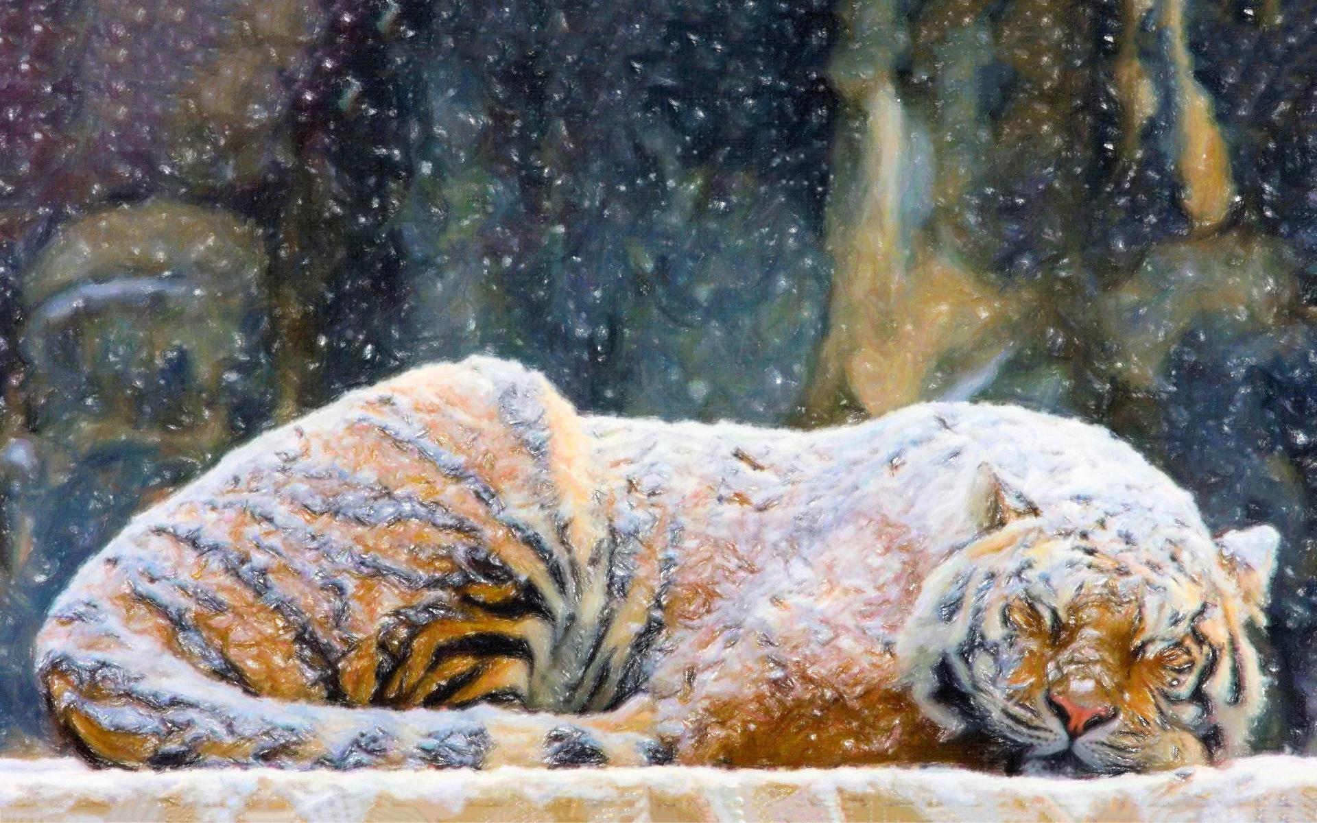 Tiger Snow Wallpaper Download