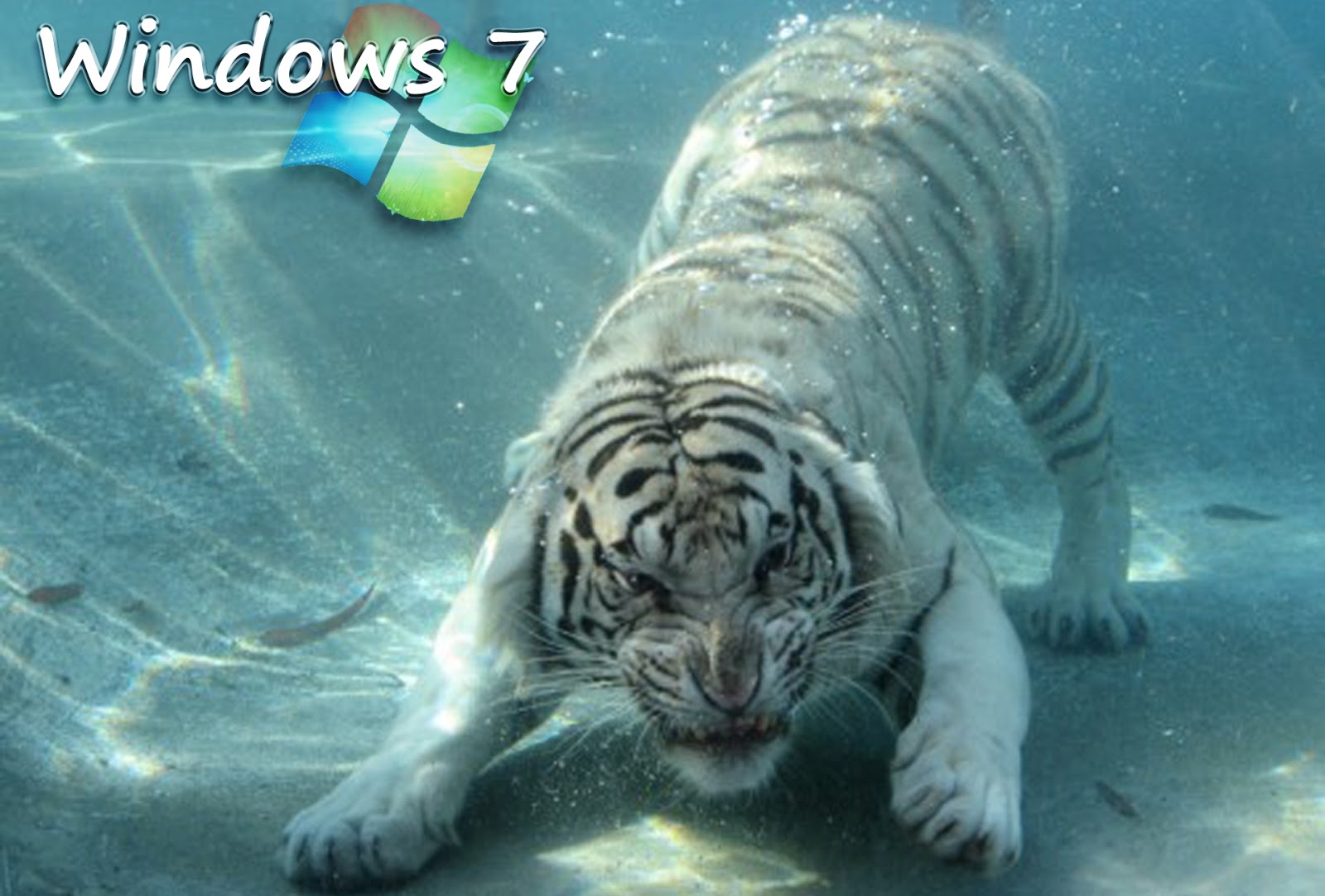 Tiger Underwater Wallpaper Download