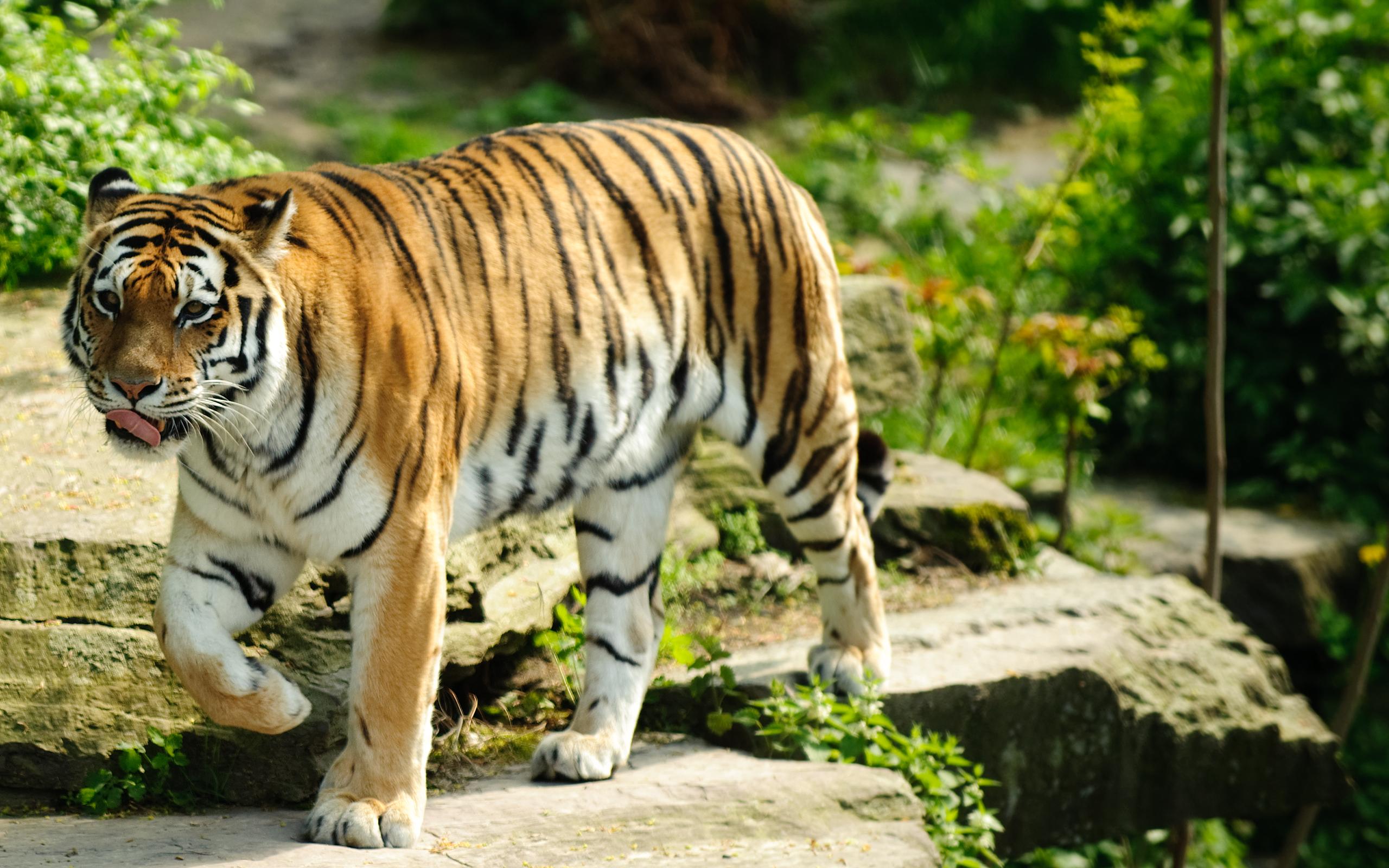 Tiger Wallpaper 1080p Download