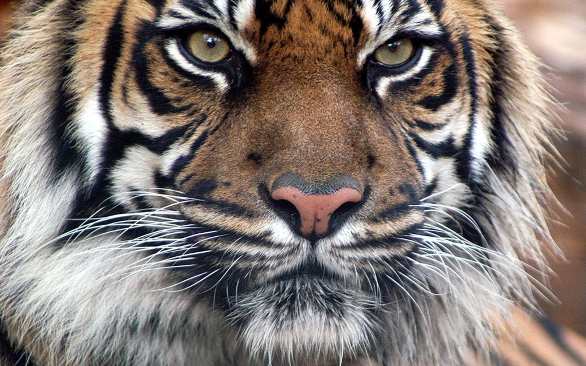 Tiger Wallpaper High Quality Download