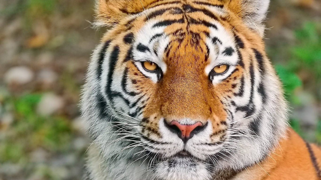 Tiger Wallpaper Photos Download