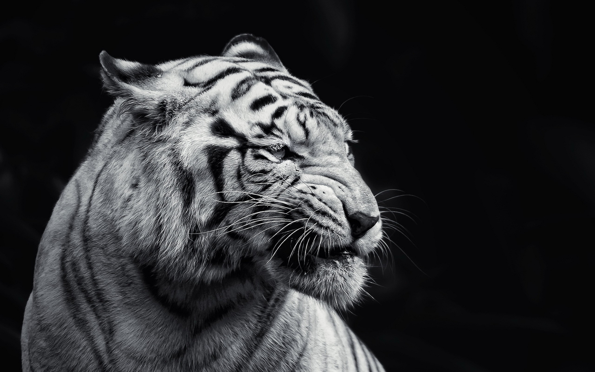 tigers 4k background wallpapers hd
