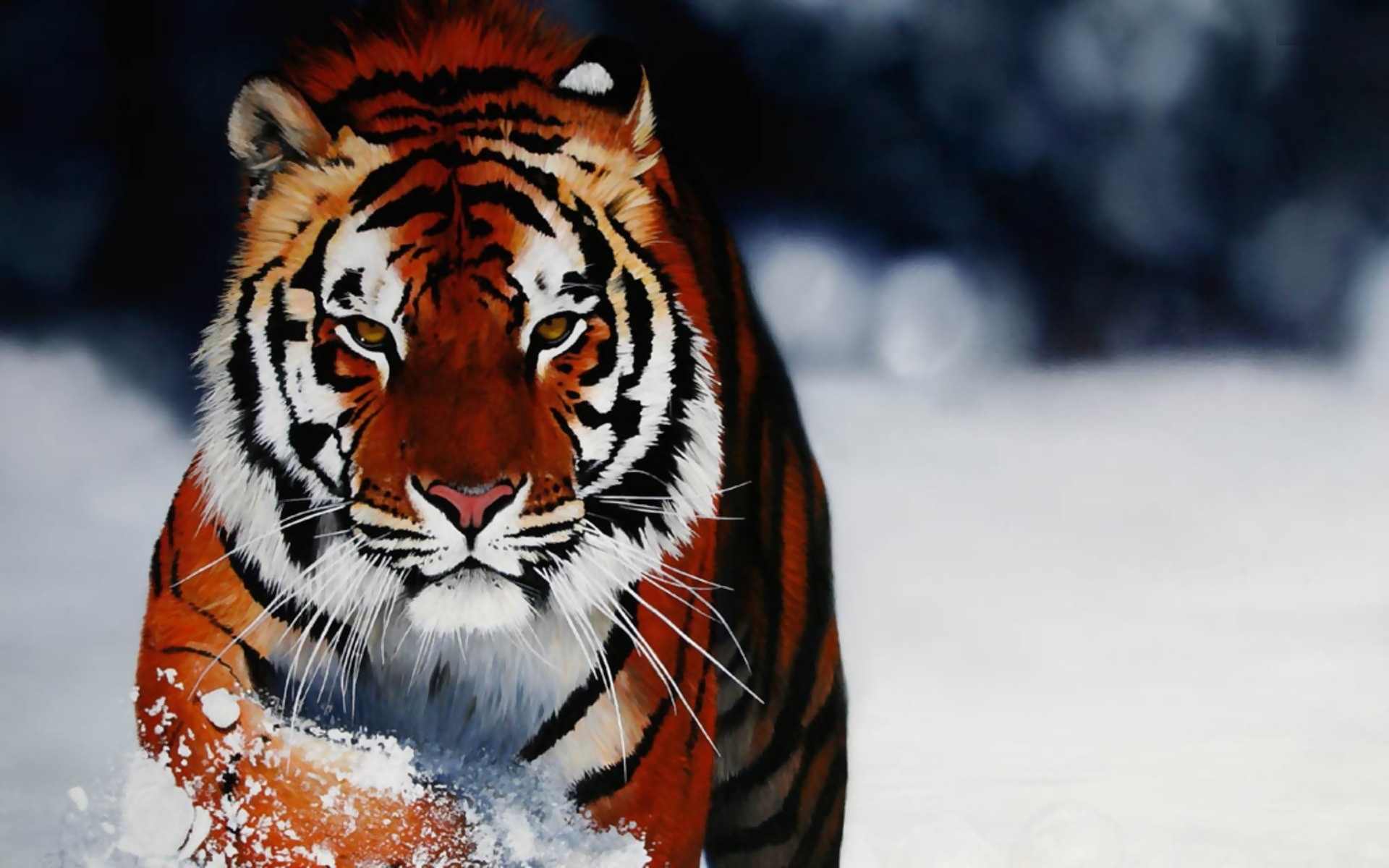 Tigers In The Wild Pictures Download