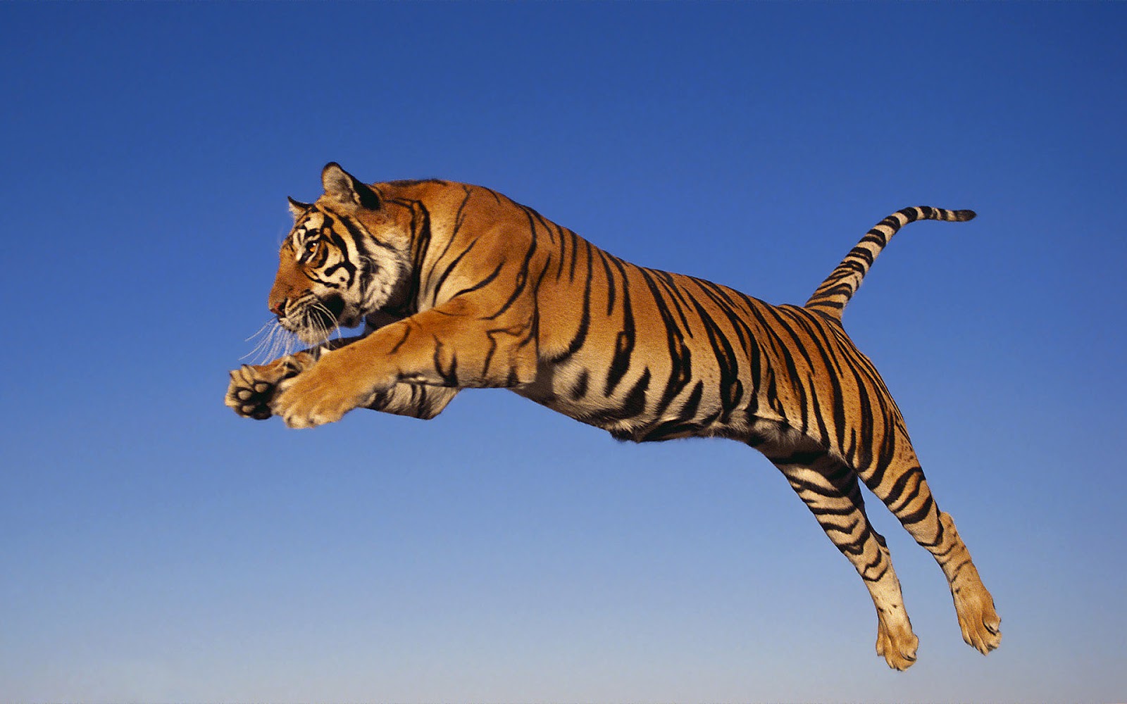 Wallpaper Of A Tiger Download