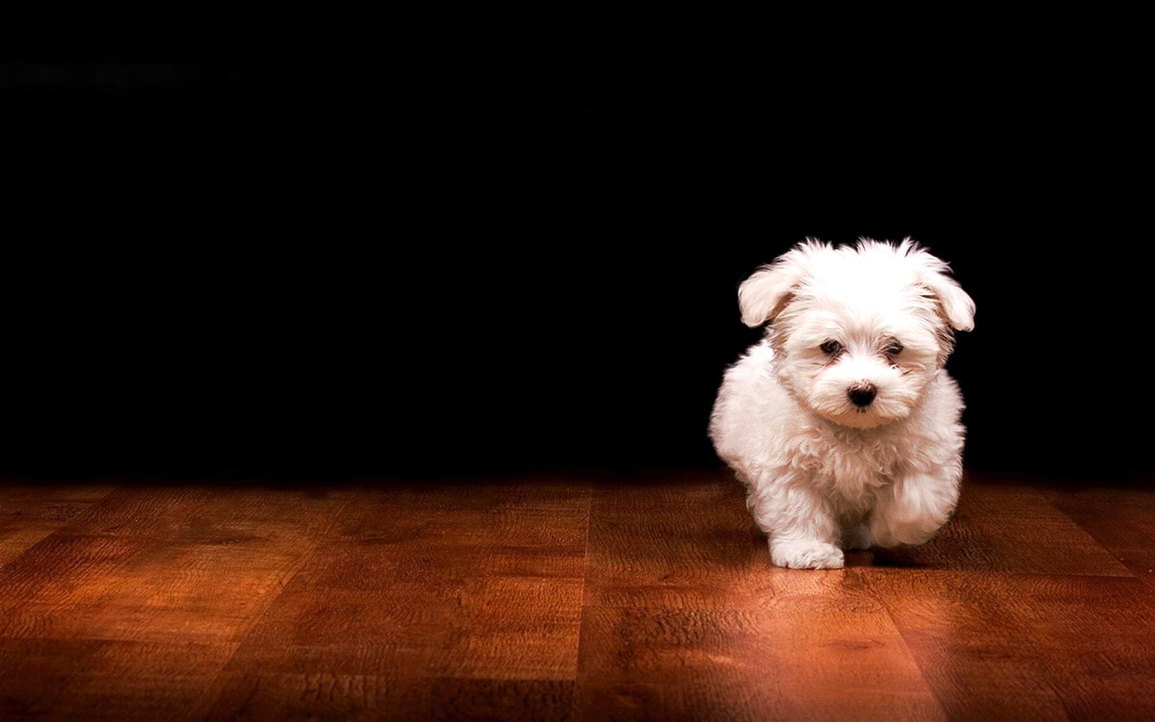 white puppy running hd wallpapers free download