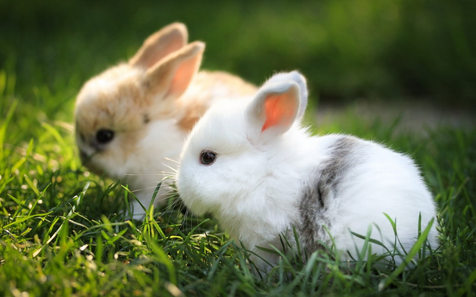 white rabbit babbies grass hd images free download