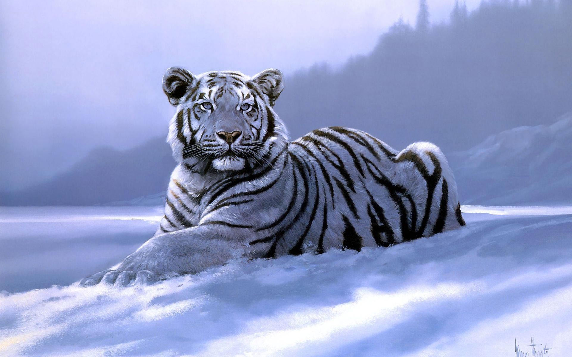 White Siberian Tiger Wallpaper Download