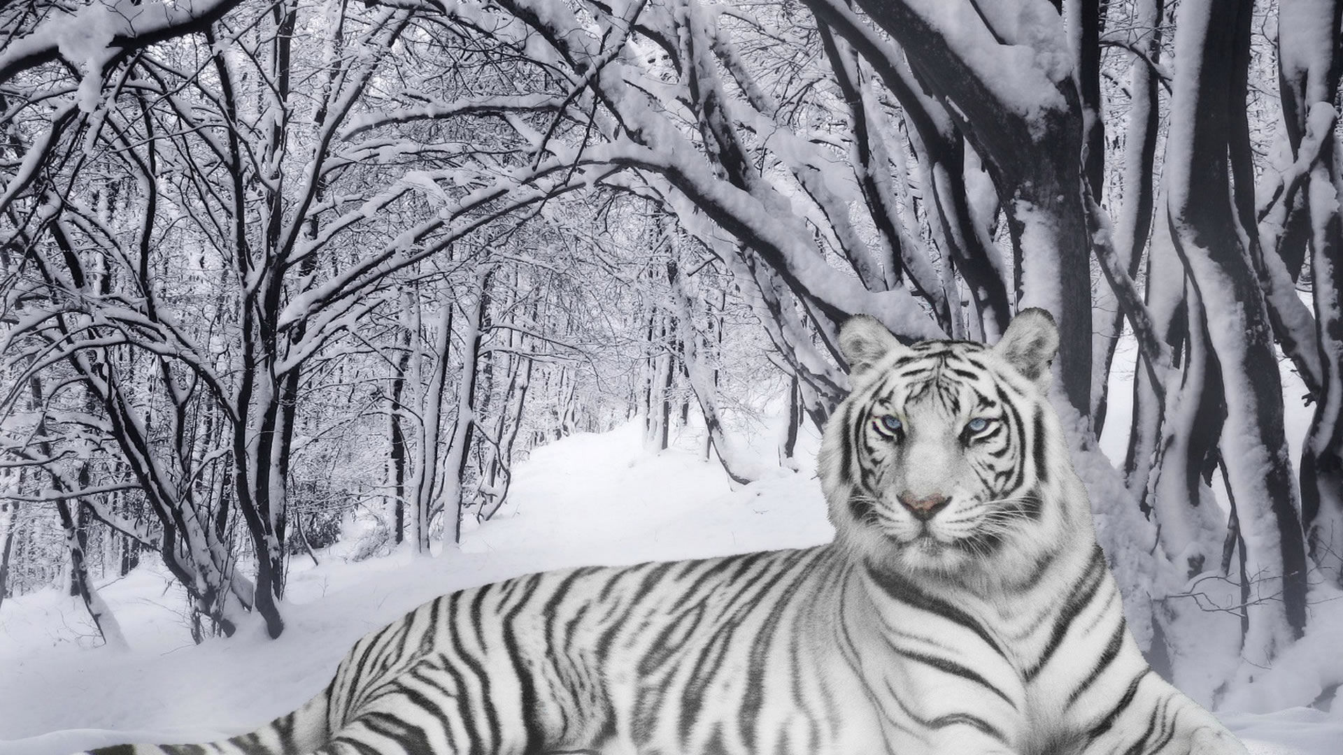 White Snow Tiger Pictures Download