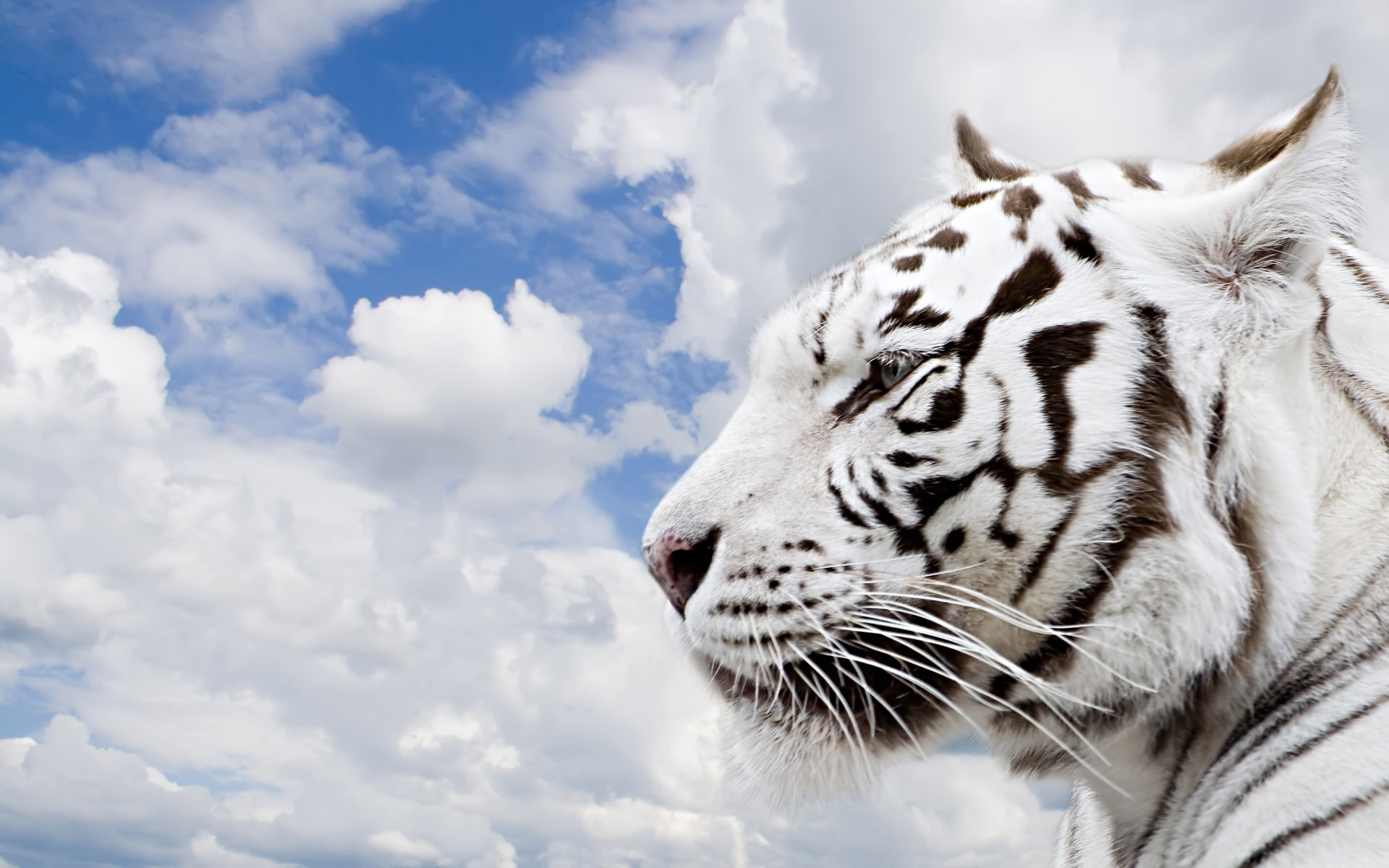 White Tiger 4k Background Wallpapers