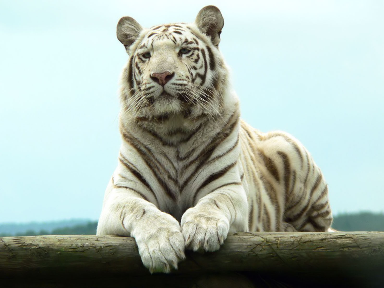 White Tiger Background Pictures Download