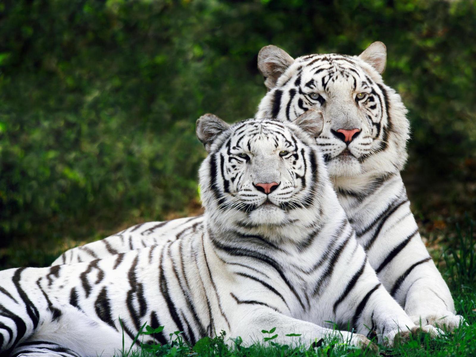 white tiger cub pictures download