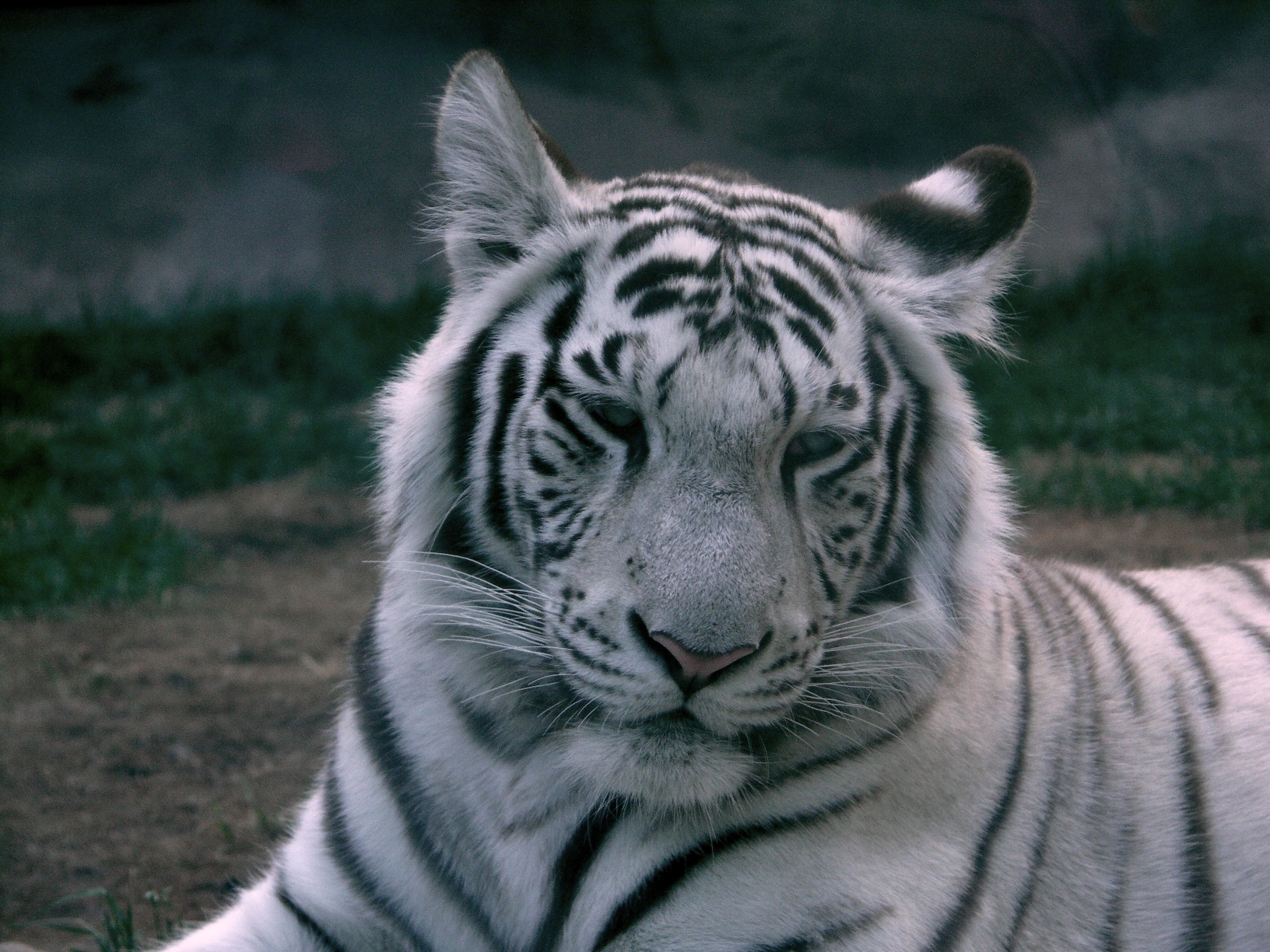 white tiger facts and pictures download