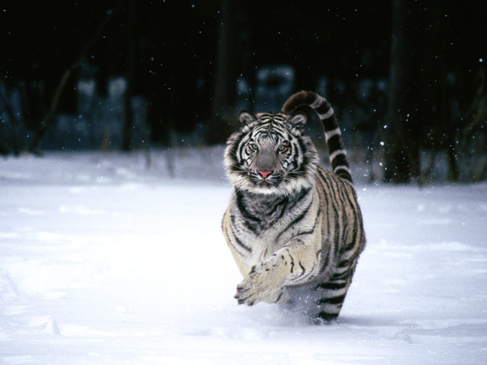 white tiger in snow wallpaper download