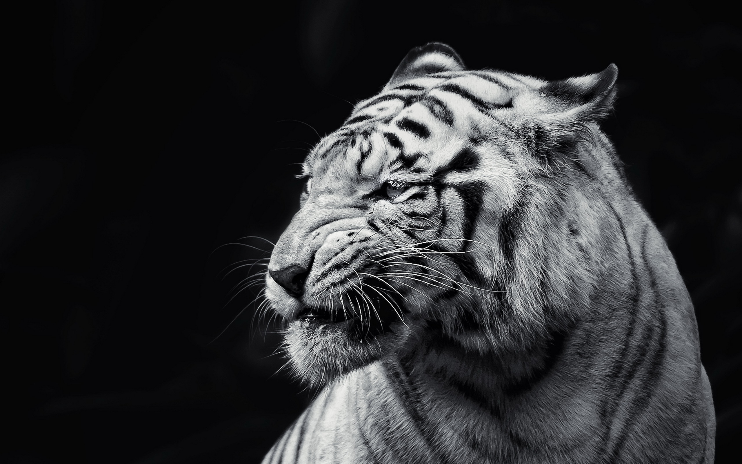 White Tiger Pictures In The Wild Download