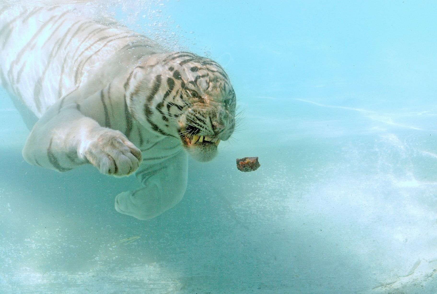 white tiger swimming pictures download