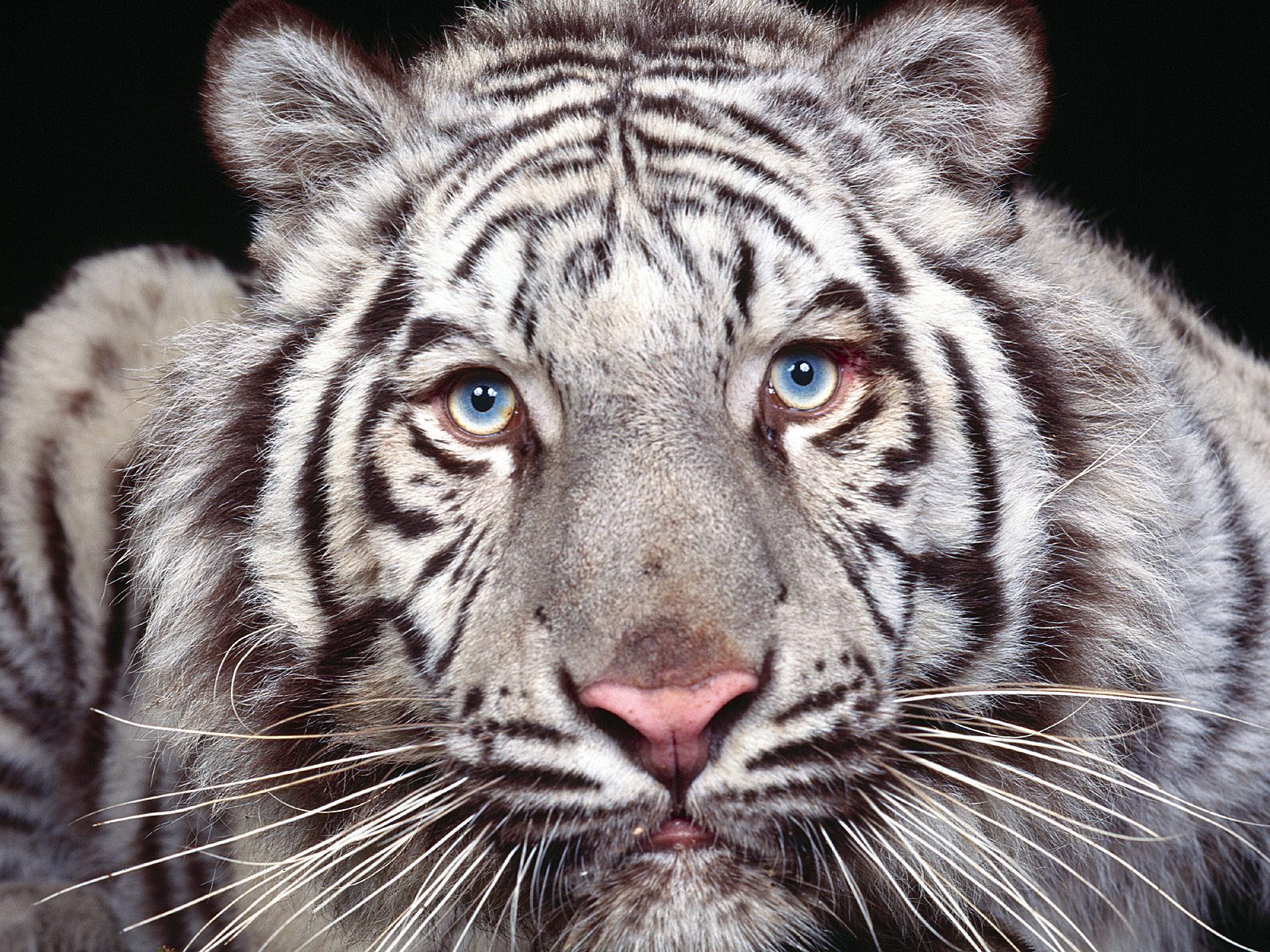 white tigers hd 4k background wallpapers