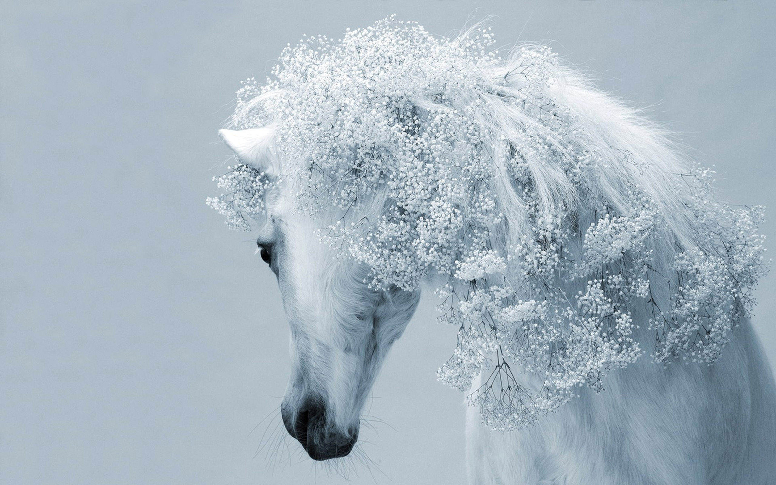 whitey horse desktop flower tattoos wallpaper download