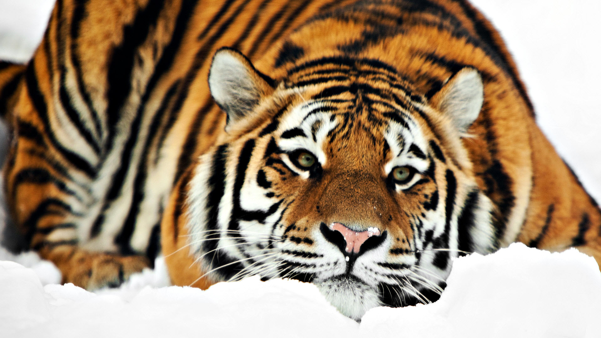 wide screen desktop backgrounds tigers wallpapers free download