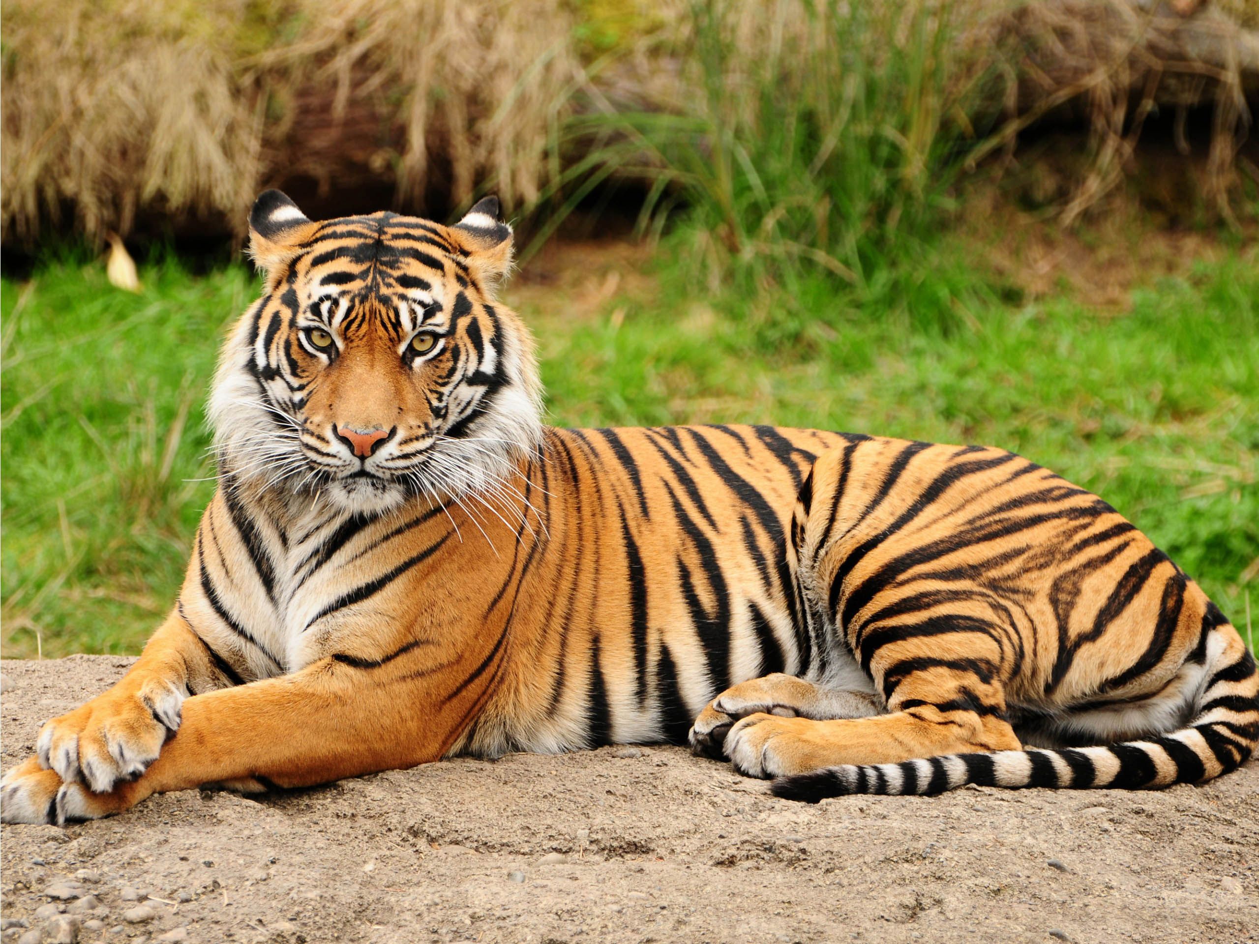 Wild Tigers Pics Download