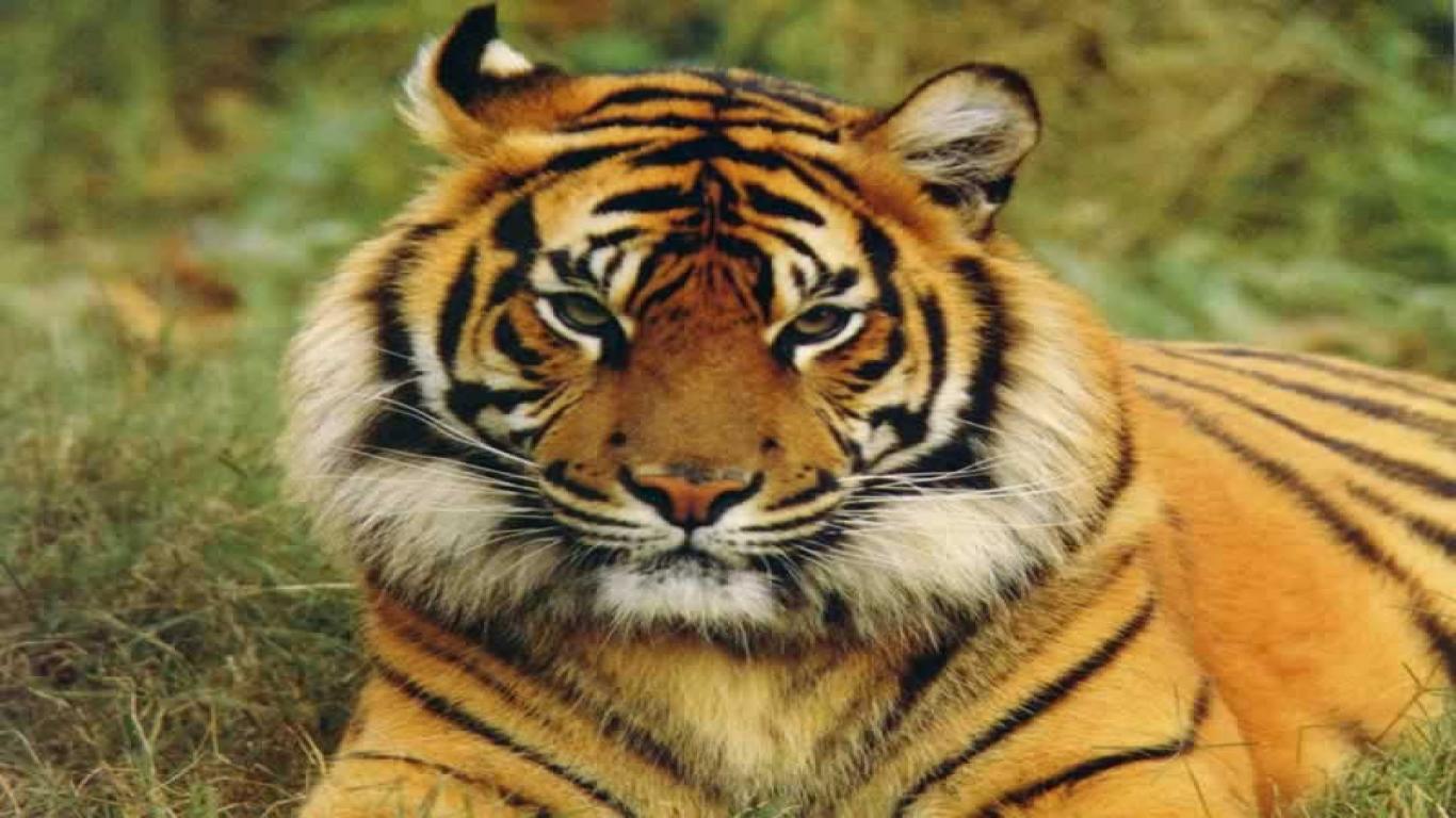 wild tigers wallpaper download