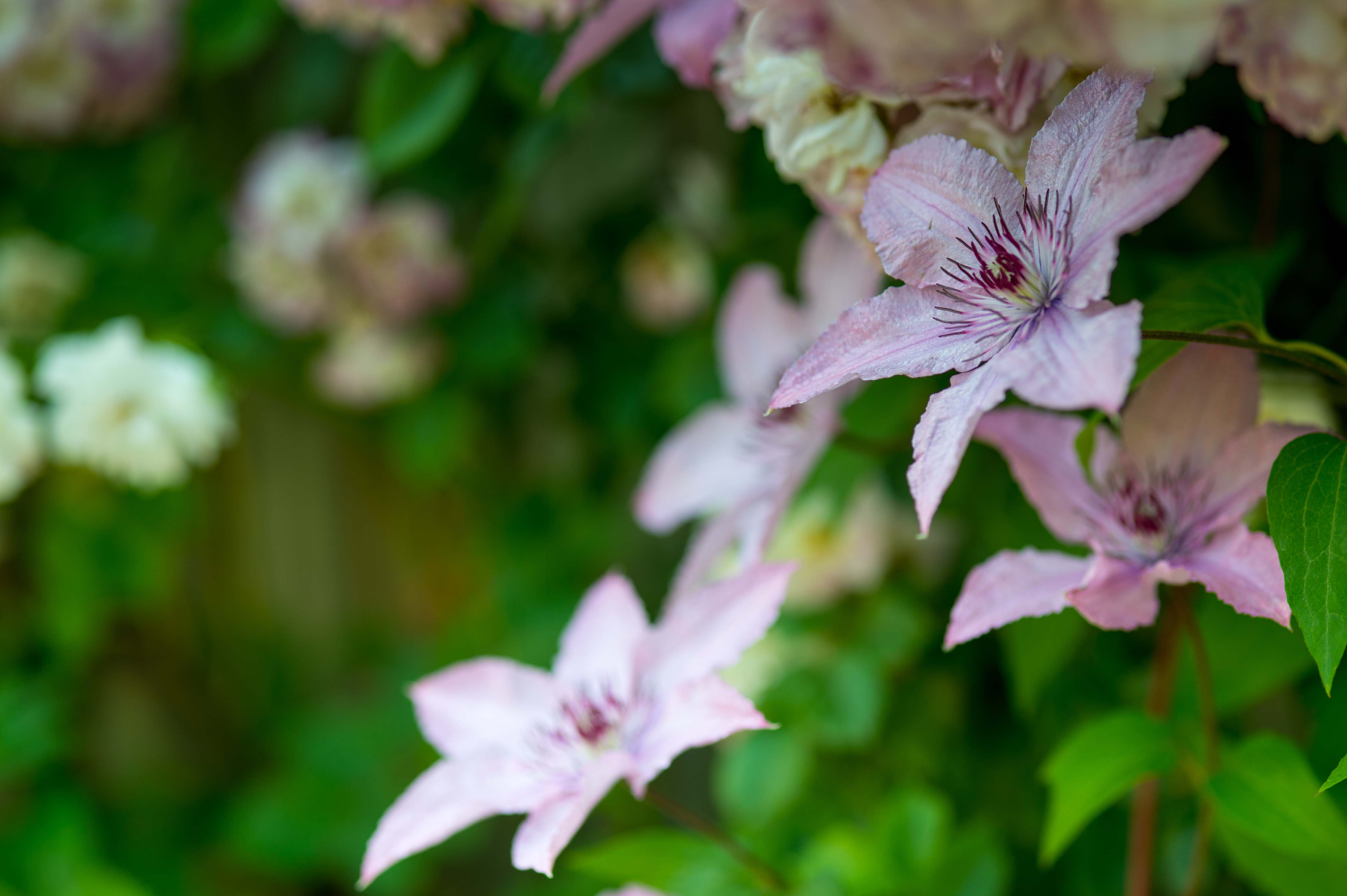 free superb clematis flowerss image for mobile