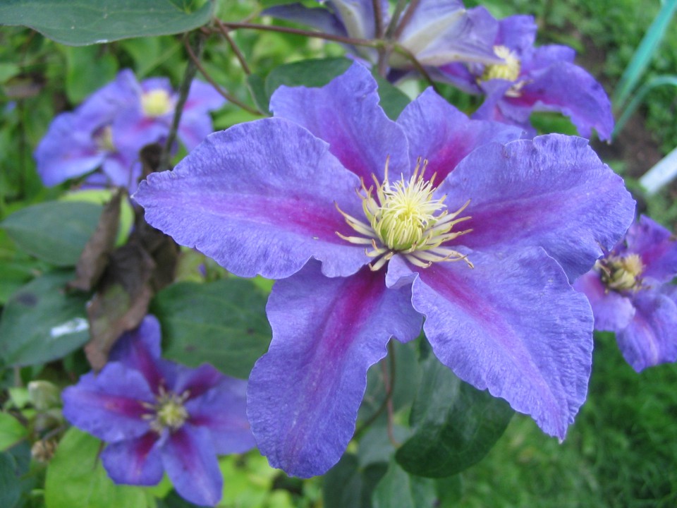 hd superb clematis flowers scenery