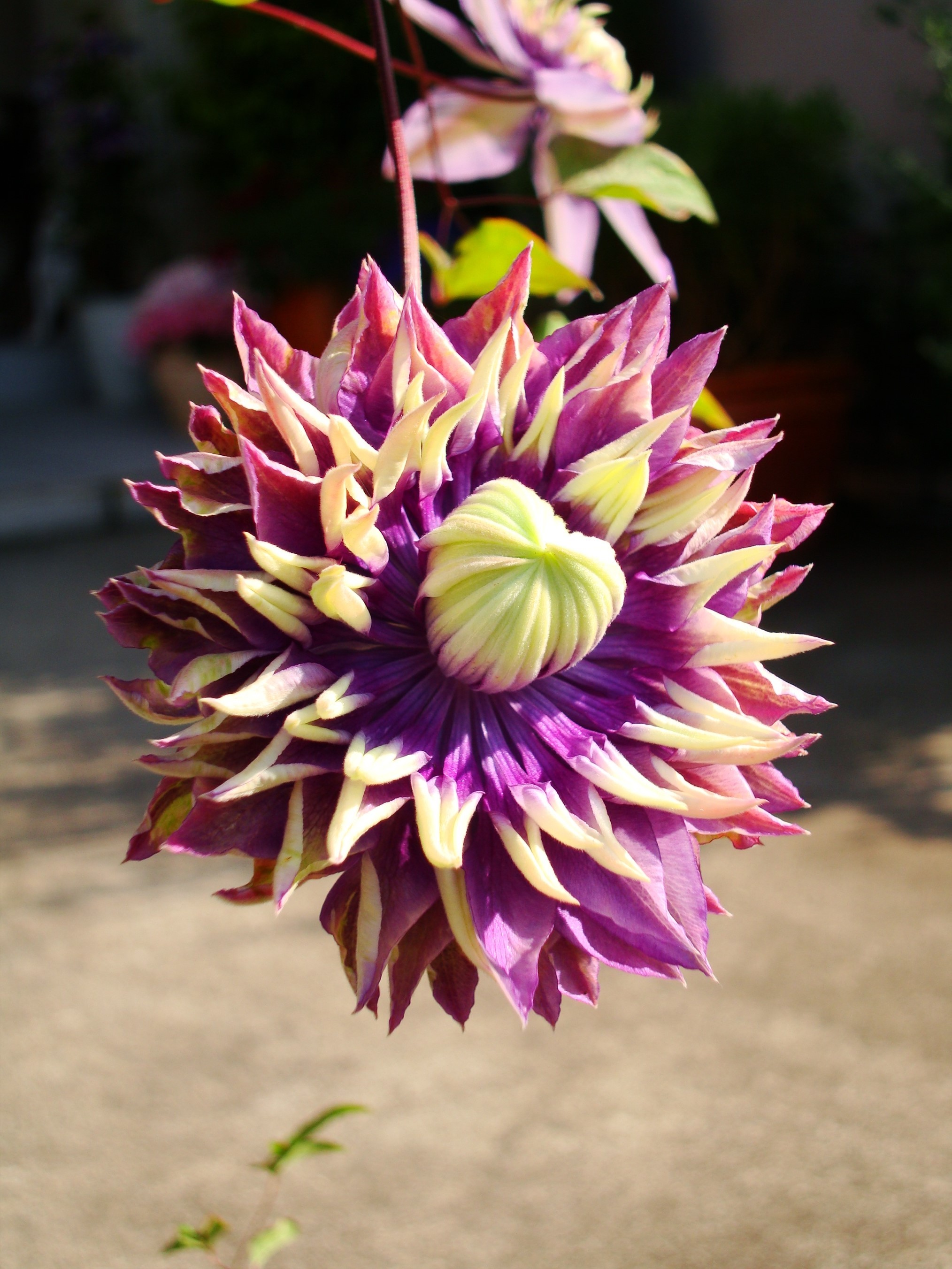 wonderful clematis images flower download