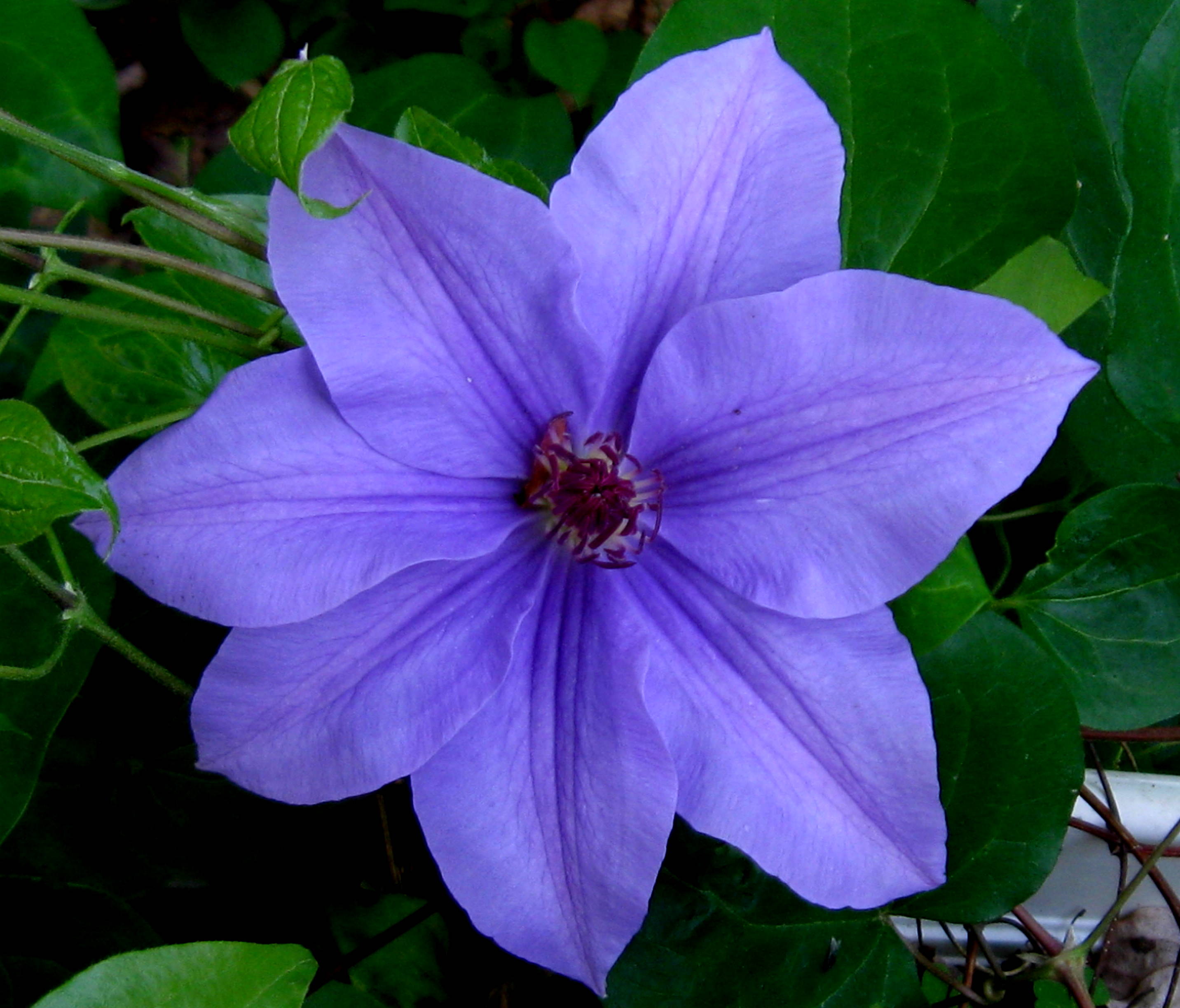 wonderful clematis natural flower images for download