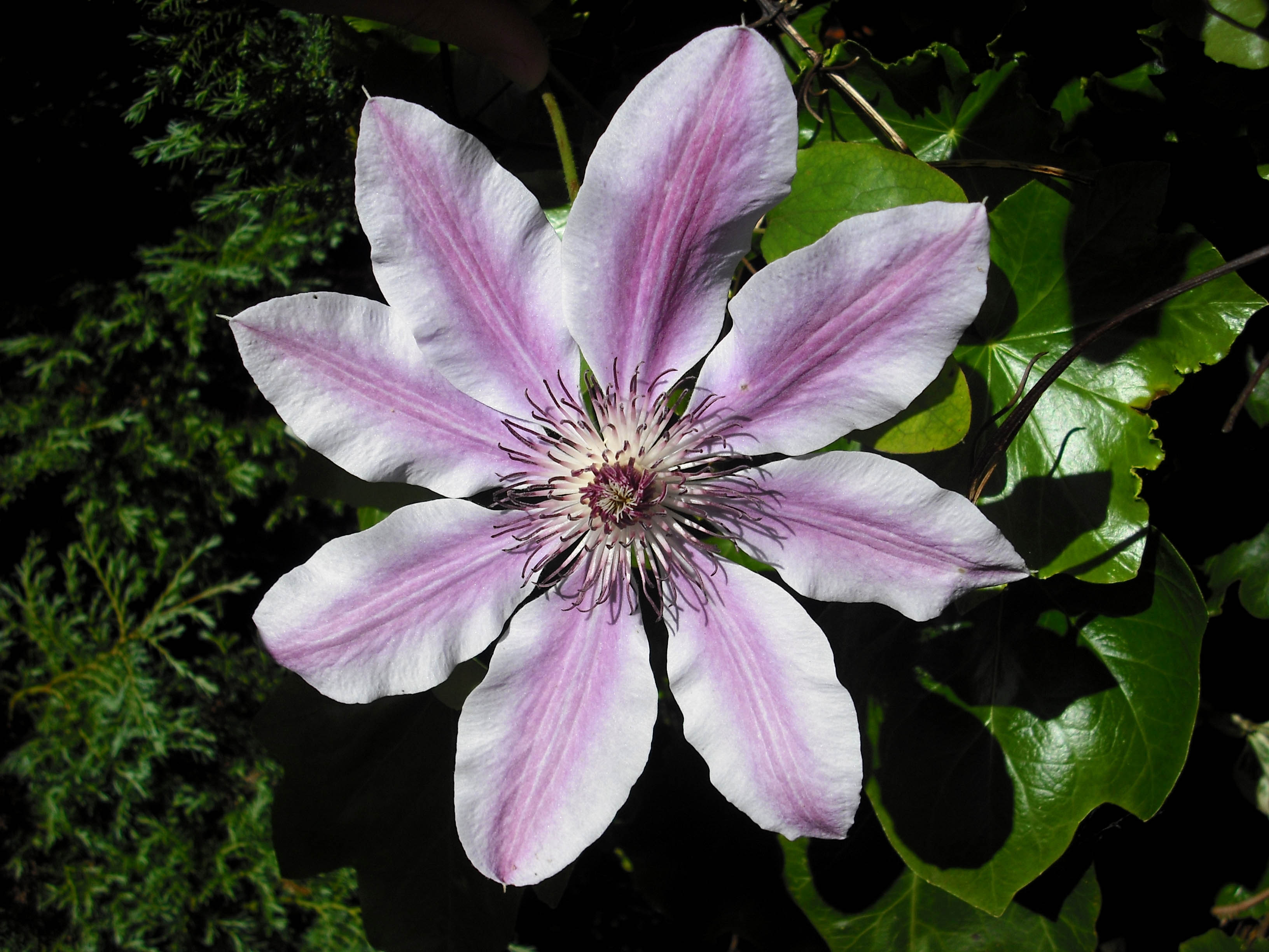 clematis nelly moser light maroon flower images download