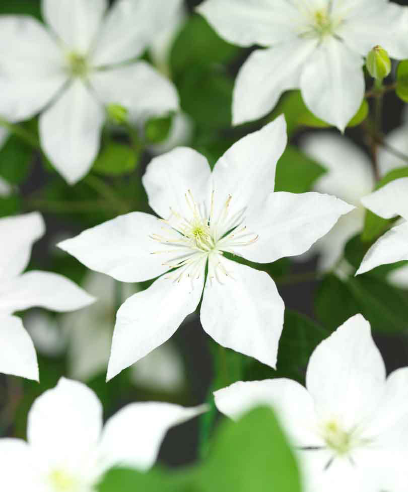 clematis white bikes flower hd wallpaper images download
