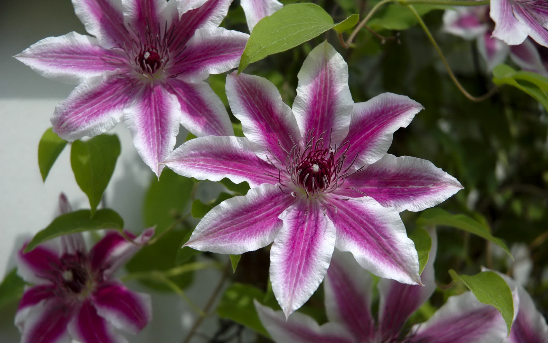 White And Pink Combination Of Garden Clematis Flower Images Download