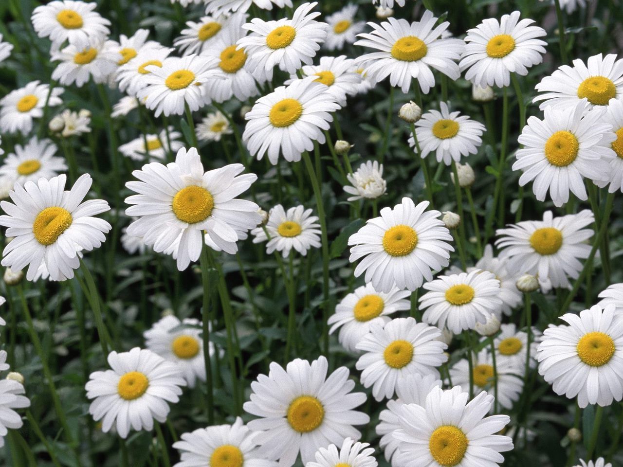 daisy irish wild flower desktop free image