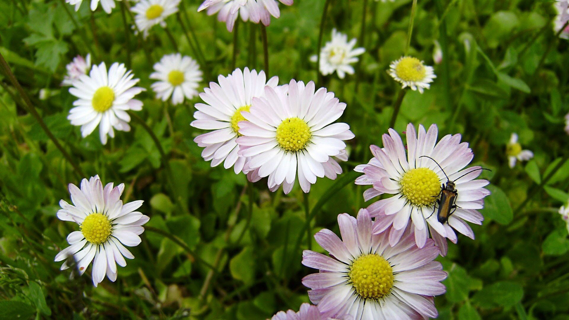 flowers daisies picture with beautiful background