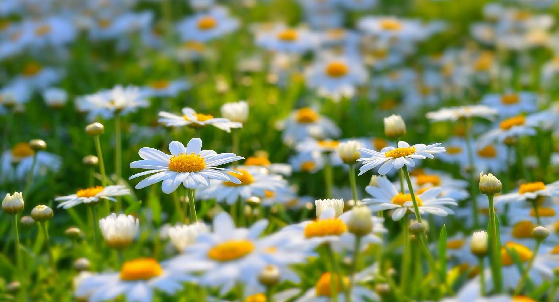 beautiful daisies desktop free download pictures
