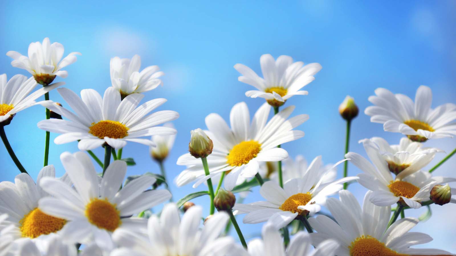 crazy daisies highresoution desktop free wallpaper photos