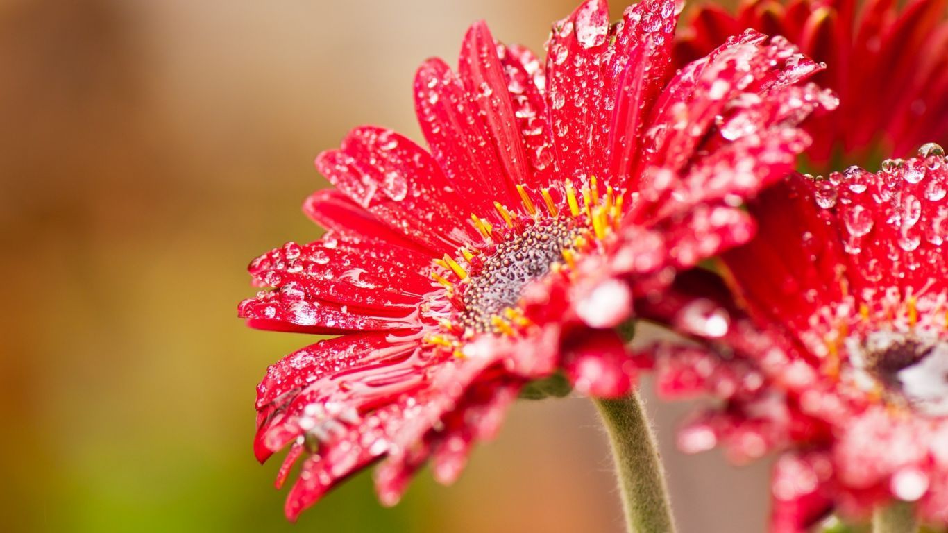 drop water of red love daisies pictures free download