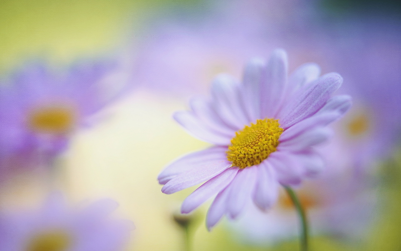 English Daisy Flower Hd Pictures Free Download