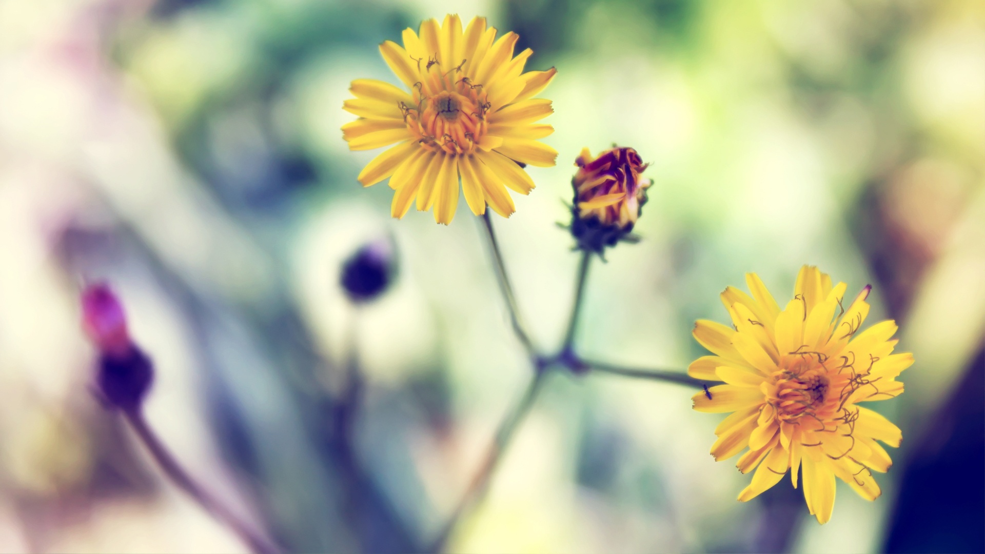 yellow daisy beautiful flowers desktop wallpaper free download