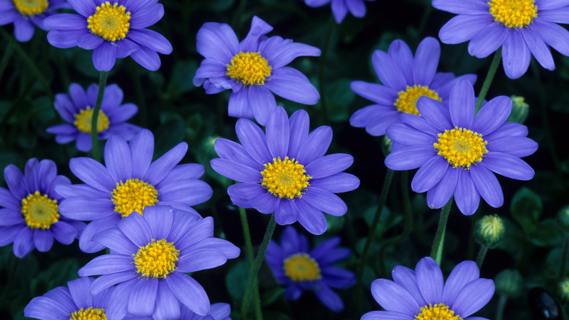 blue beautiful daisy flower highdefinition free wallpaper photos