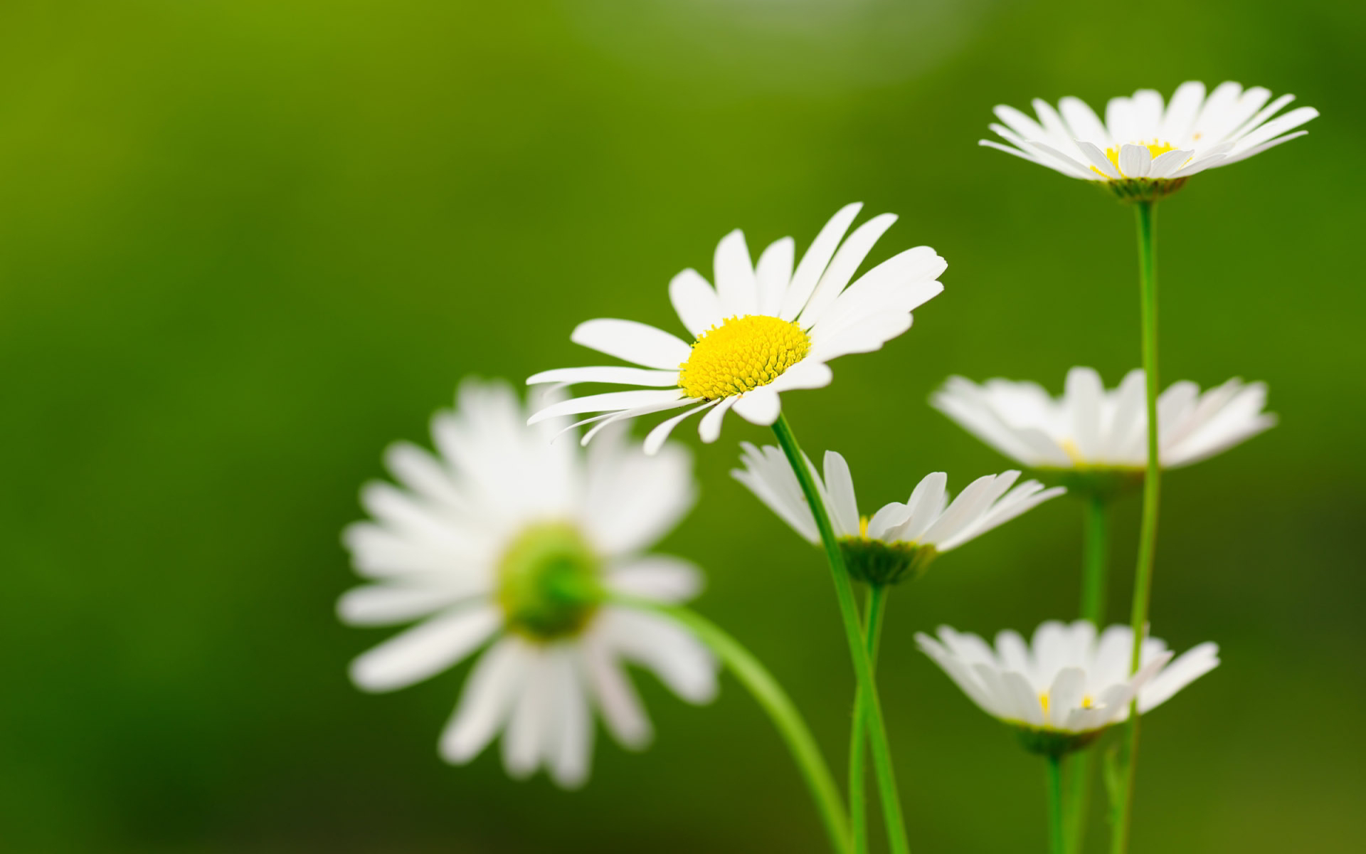 daisy wild flower desktop wallpapers free download