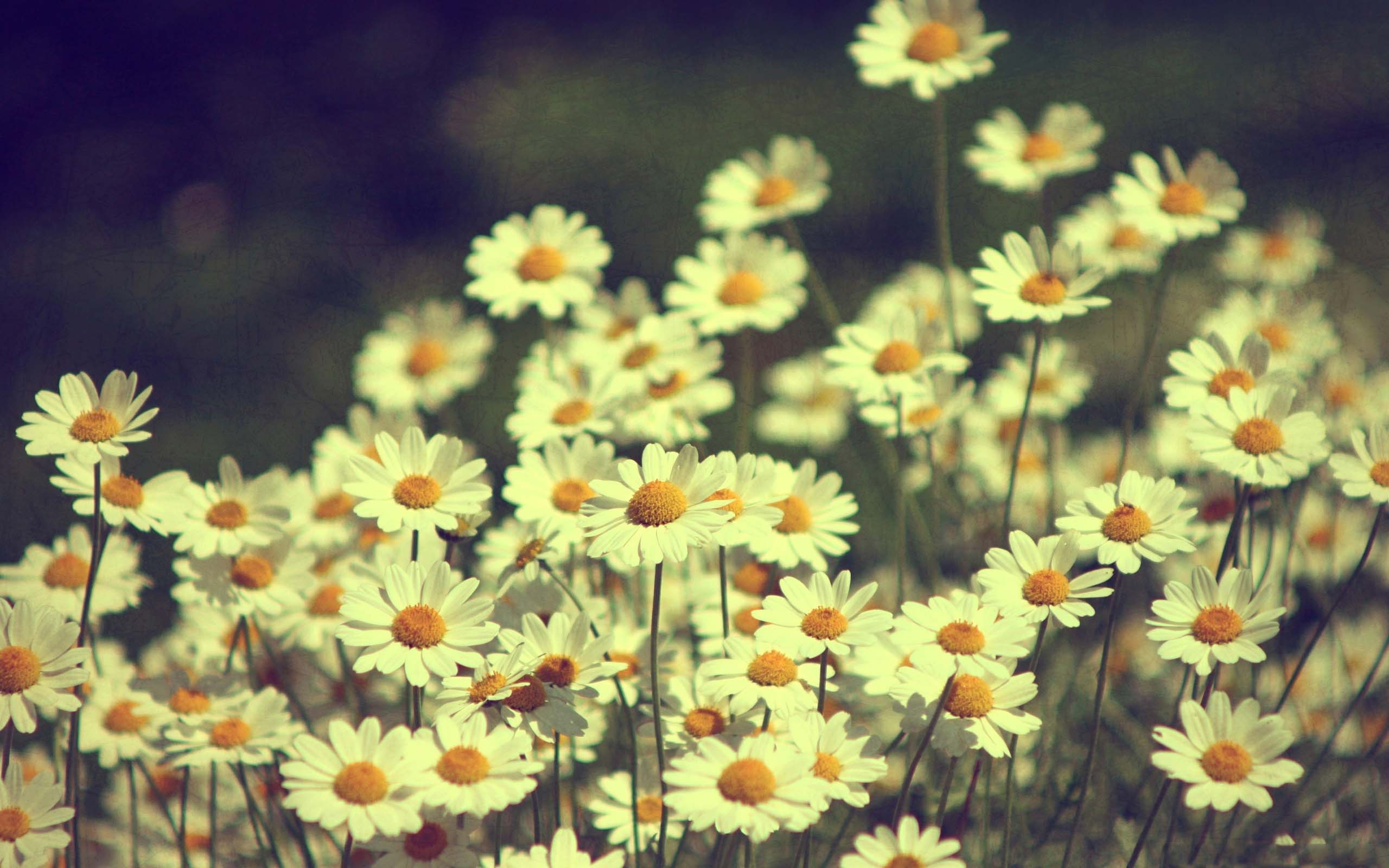 birthday and wedding flower of daisies images free